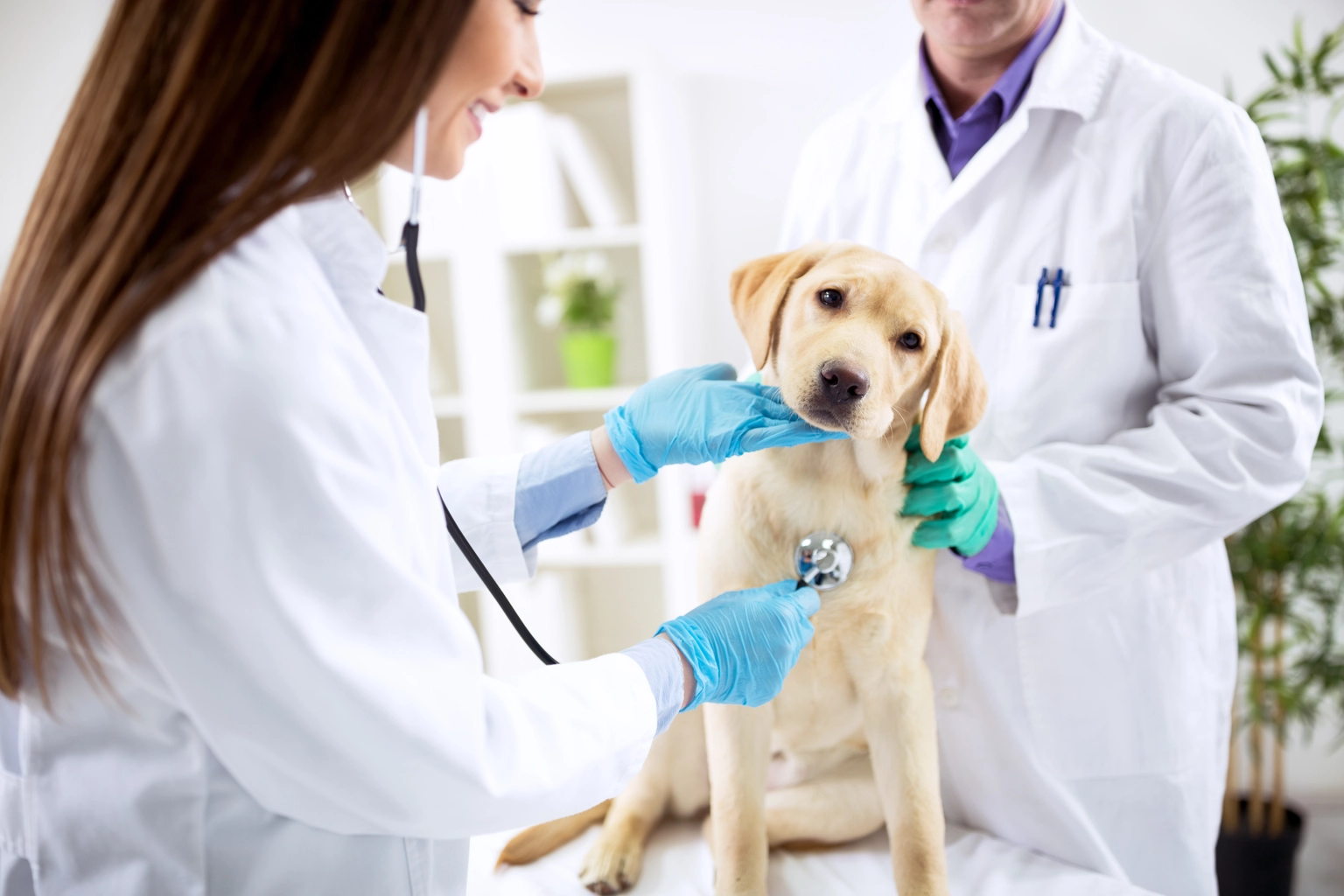 License requirements for veterinary practices