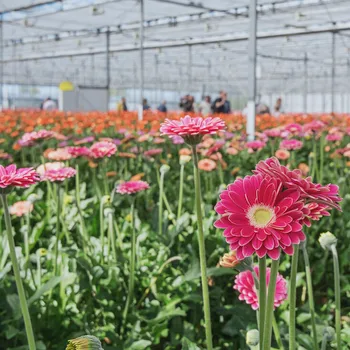 Duurzaam ondernemen gaat hand in hand met economische groei
