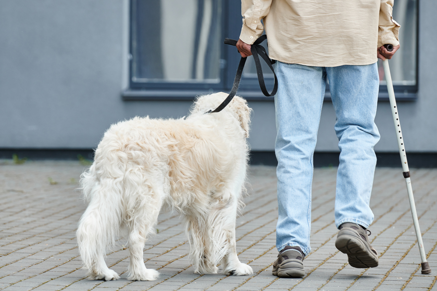 Assistenzhund im Rahmen der Eingliederungshilfe auch bei PTBS möglich