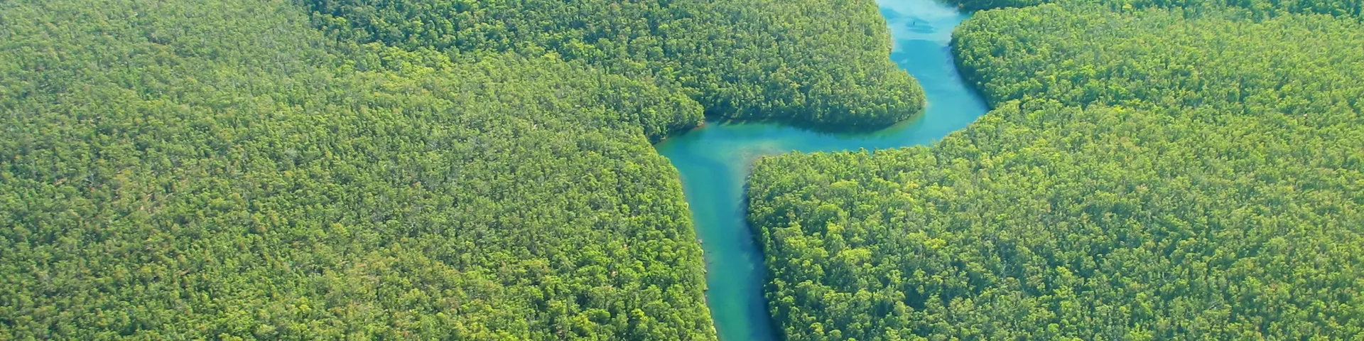 Greenery and River Aerial Photo
