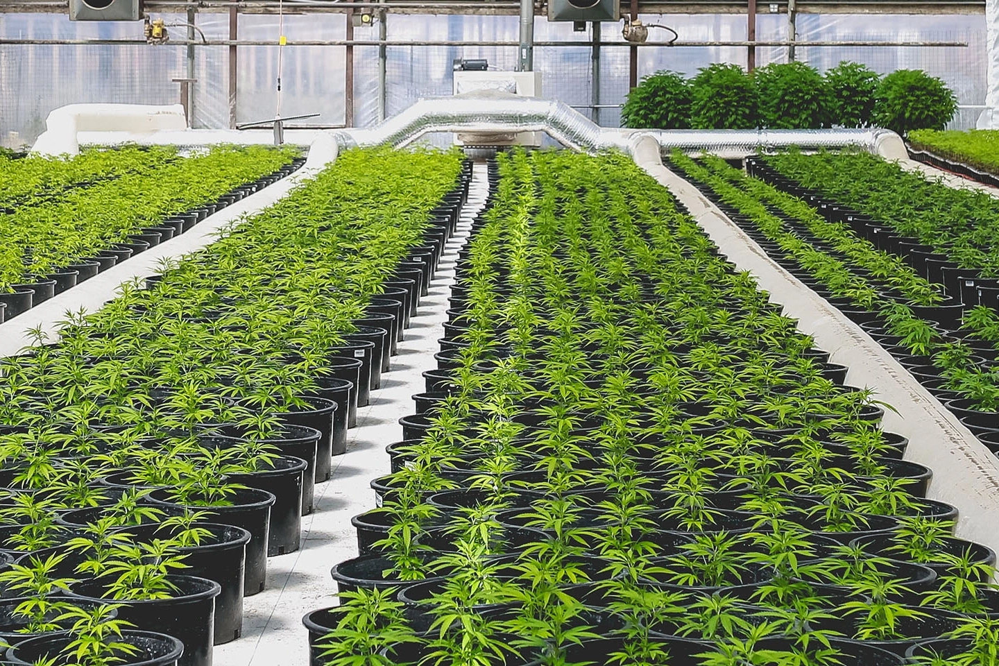 Medical vs. recreational marijuana licensing